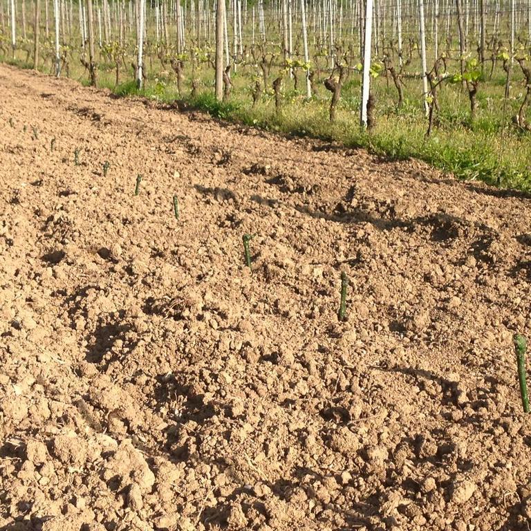 Azienda Agricola Garoglio Davide Alfiano Natta Exterior foto